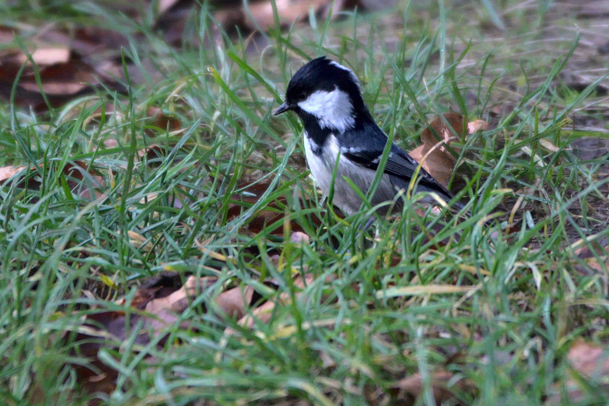 "Hier muss doch irgendwo was zu futtern sein..."